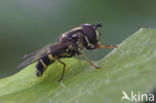 Geelbandwimperzwever (Dasysyrphus tricinctus)