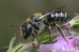 Geelgespoorde houtmetselbij (Osmia claviventris)