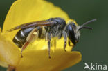 Geelstaartklaverzandbij (Andrena wilkella) 