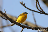 Gele Kwikstaart (Motacilla flava) 