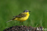 Gele Kwikstaart (Motacilla flava) 