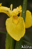 Gele lis (Iris pseudacorus)