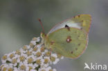 Pale Clouded Yellow (Colias hyale