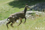 Chamois (Rupicapra rupicapra)