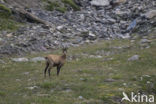 Chamois (Rupicapra rupicapra)