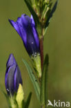 Gentiaanblauwtje (Maculinea alcon) 