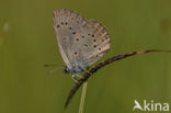 Gentiaanblauwtje (Maculinea alcon) 