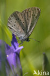 Gentiaanblauwtje (Maculinea alcon) 