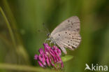 Gentiaanblauwtje (Maculinea alcon) 