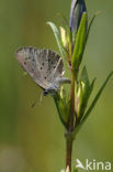 Gentiaanblauwtje (Maculinea alcon) 