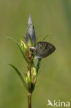 Gentiaanblauwtje (Maculinea alcon) 