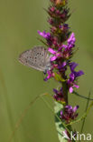 Gentiaanblauwtje (Maculinea alcon) 