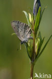 Gentiaanblauwtje (Maculinea alcon) 