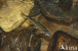 Gestippelde alver (Alburnoides bipunctatus) 