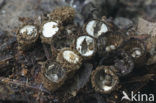 Gestreept nestzwammetje (Cyathus striatus)