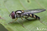 Spotted Migrant hoverfly (Meliscaeva auricollis var. maculicornis)
