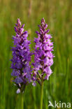 Gevlekte orchis (Dactylorhiza maculata) 