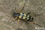 Spotted Longhorn Beetle (Leptura maculata)