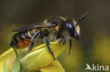 leaf-cutter bee (Megachile versicolor)