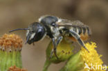 leaf-cutter bee (Megachile versicolor)
