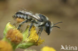 leaf-cutter bee (Megachile versicolor)
