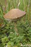 Gewone berkenboleet (Leccinum scabrum)