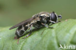 Gewone Bollenzwever (Eumerus strigatus)