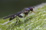 Gewone bronzwever (Sphegina clunipes)