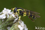 Hoverfly (Xanthogramma pedissequum)