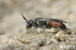 Gewone dwergbloedbij (Sphecodes miniatus)