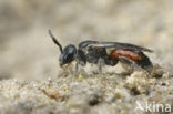 Sphecodes miniatus