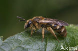 Gewone geurgroefbij (Lasioglossum calceatum)