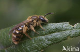 Slender Mining Bee (Lasioglossum calceatum)