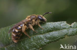 Gewone geurgroefbij (Lasioglossum calceatum)