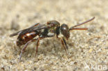 Gewone kleine wespbij (Nomada flavoguttata)