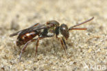 Nomad bee