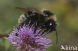 Field cuckoo bee (Bombus campestris)