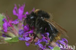 Field cuckoo bee (Bombus campestris)