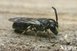 Gewone maskerbij (Hylaeus communis)