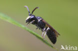Gewone maskerbij (Hylaeus communis)