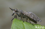 Common cleg fly (Haematopota pluvialis)