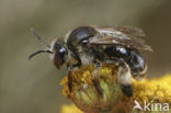 Gewone slobkousbij (Macropis europaea