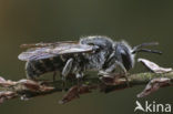 Gewone tubebij (Stelis breviuscula) 