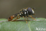 flower fly (Paragus haemorrhous)