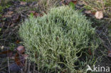 slender lichen (Cladonia gracilis)