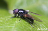 Gitje (Cheilosia sp.)