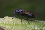 Gitje (Cheilosia sp.)