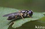 Gitje (Cheilosia sp.)