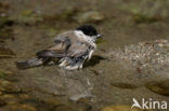 Glanskop (Parus palustris)