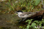 Glanskop (Parus palustris)